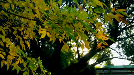 Foliage-on-tree-in-autumn