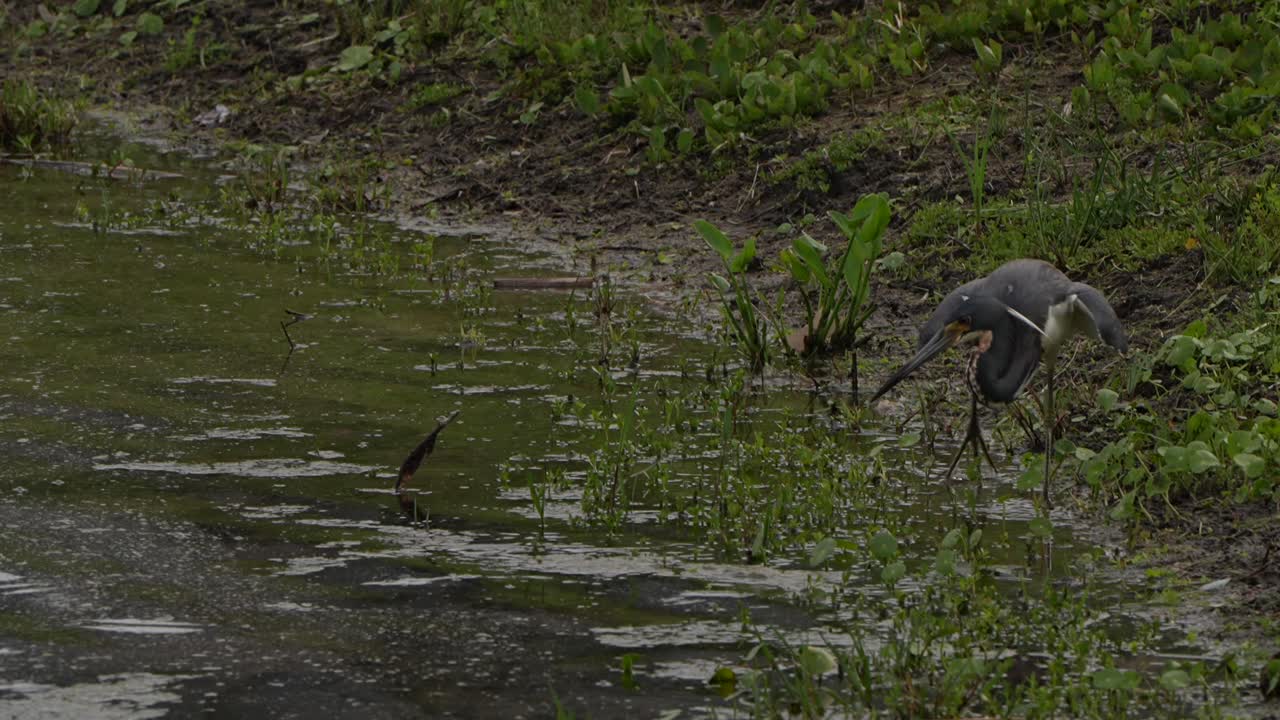 A trim-colored heron fishing along the shore of a lake in Florida