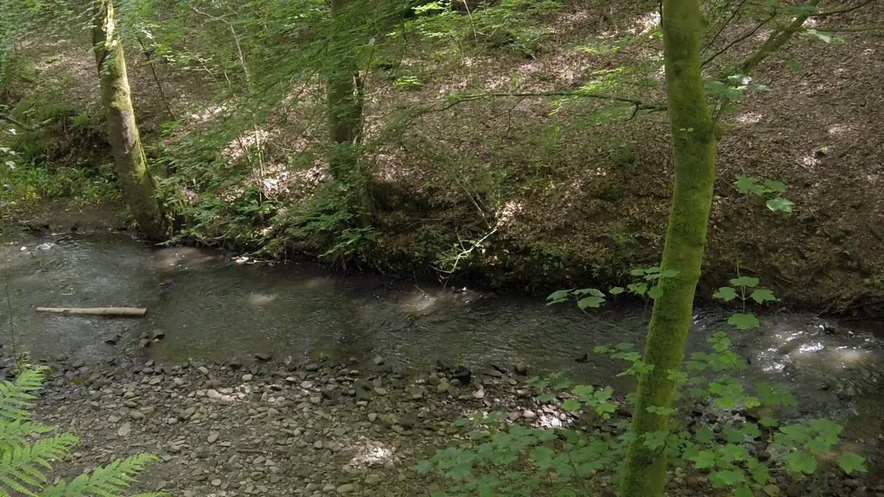 bosque sombreado riachuelo bosque que fluye río áspero idílico exuberante follaje valle riverbank pan derecha inclinar hacia arriba