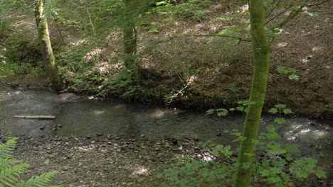 Shaded-woodland-creek-flowing-forest-river-rough-idyllic-lush-foliage-valley-riverbank-pan-right-tilt-up