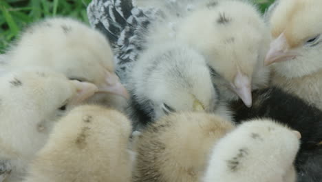 CLOSE-UP,-Bantam-chicks-huddle-together-to-keep-warm