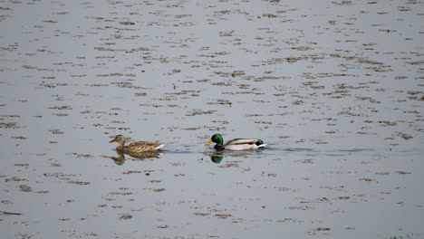 Un-Par-De-Patos-Reales-Nadando-Hacia-La-Izquierda