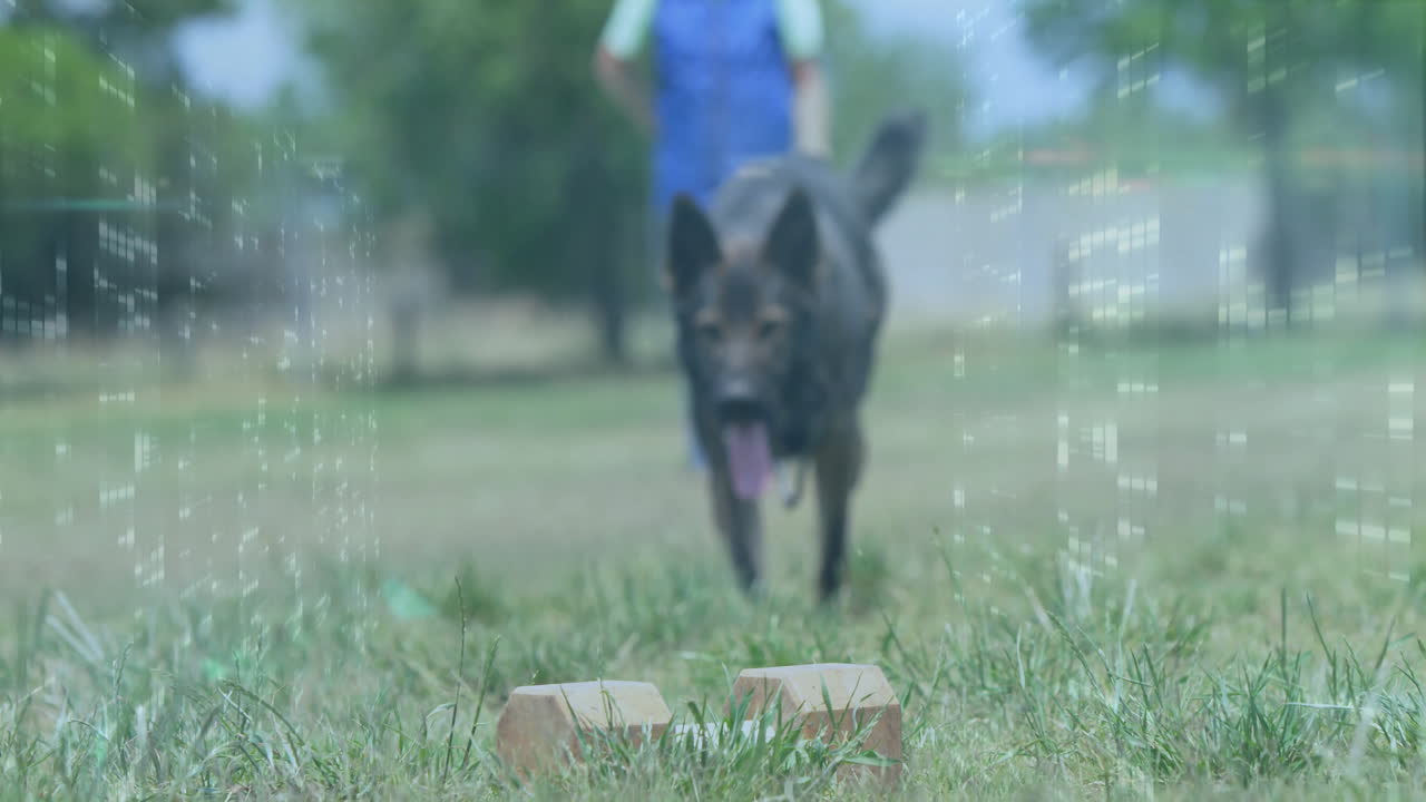 Running on grass, dog approaching wooden blocks with digital animation overlay