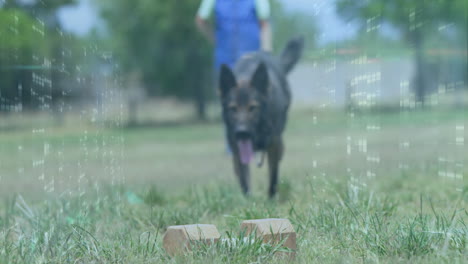running on grass, dog approaching wooden blocks with digital animation overlay