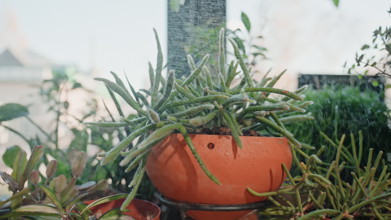 Sukkulent i terrakottapotte i vindueskarm, blomsterhandlerbaggrund med hængeplanter, stikkende hængende sukkulent med dug og tekstureret lerkrukke, morgenlys og frodigt omgivende løv, ro.