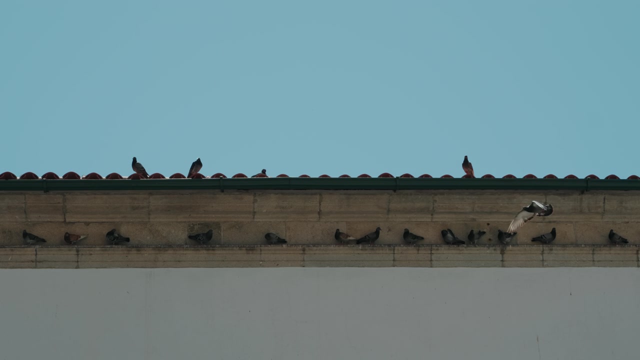 Stormo di piccioni che riposano sul bordo del tetto di un edificio e su una parete piastrellata sotto un cielo azzurro limpido