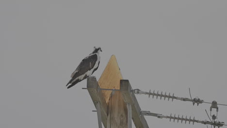 close-up footage capturing an osprey tending to its nest atop a power pole in kamloops, british columbia