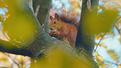 Red-squirrel-sits-on-a-tree-branch