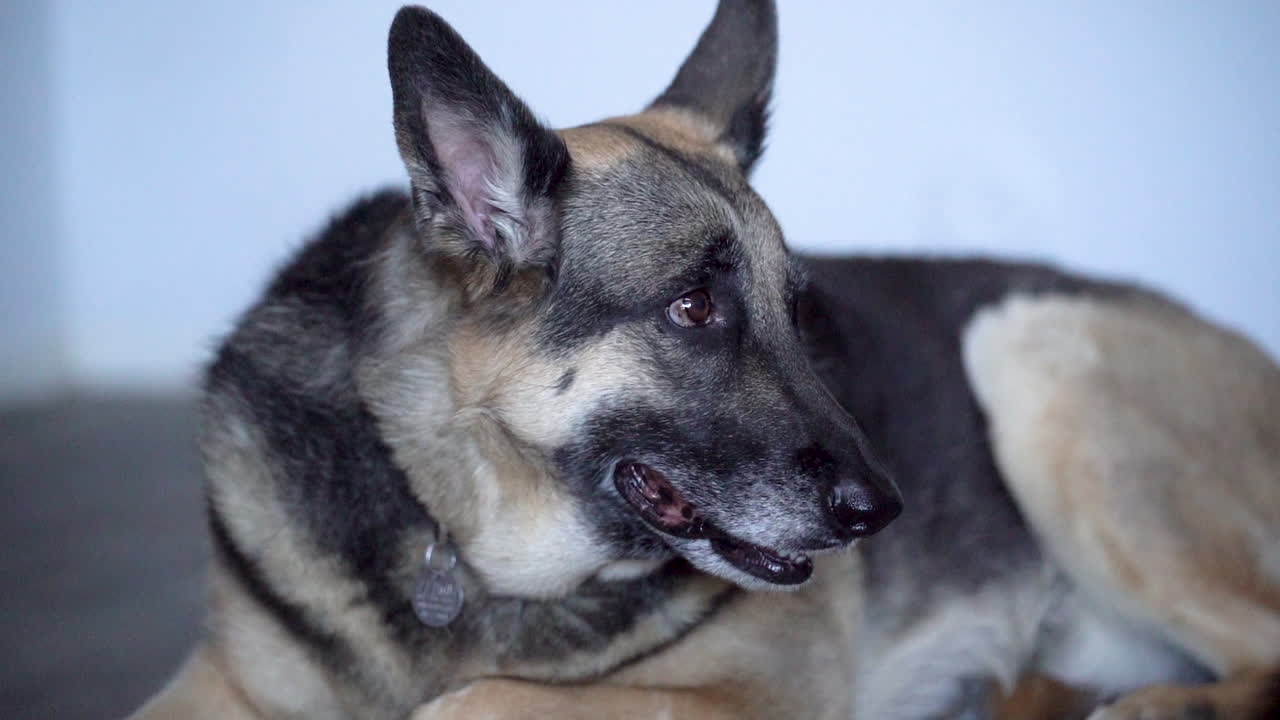 Wunderschöner hechelnder Deutscher Schäferhund entspannt sich drinnen nach dem Spielen draußen