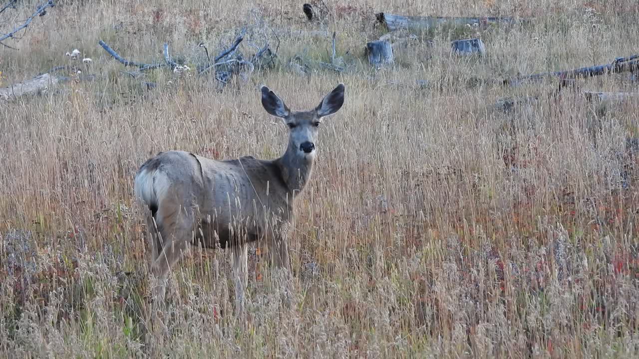 acercar a una hembra de ciervo mula en un campo