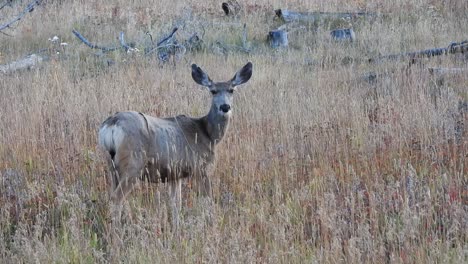 Vergrößern-Sie-Eine-Weibliche-Maultierhirschkuh-Auf-Einem-Feld