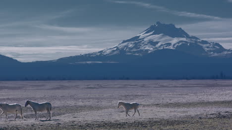 herd of wild horses grazes peacefully in fields beneath mountain range in the outback of central oregon