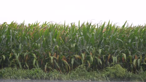 Die-Winde-Und-Regen-Eines-Tropischen-Sturms-Oder-Hurrikans,-Der-Den-Mais-Auf-Einem-Feld-Weht