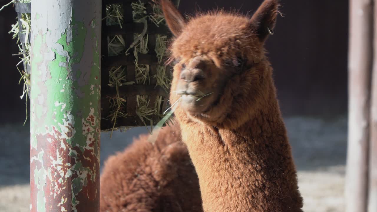 una alpaca marrón comiendo hierba en una canasta en el zoológico de seúl, el gran parque de seúl, corea del sur - cerrar