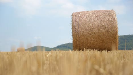 balas de paja en el campo de trigo