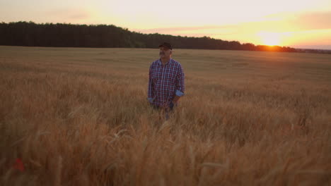 senior adult farmer walks in a field of wheat in a cap at sunset passing his hand over the golden-colored ears at sunset. agriculture of grain plants.