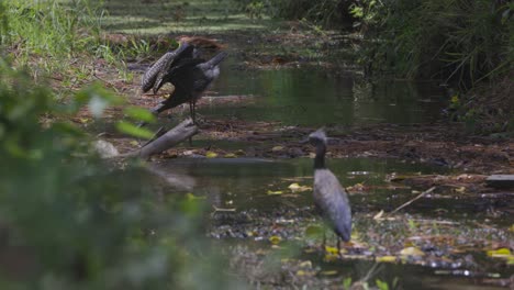 two birds wade through a lush, wooded wetland stream in this tranquil nature scene