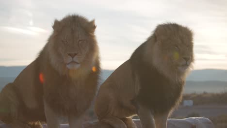 lion brothers looking around together in wildlife reserve slomo sunrise