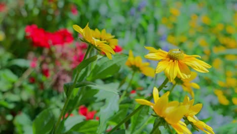 Ant-walking-on-a-coneflower-plant-looking-similar-to-flower-daisy