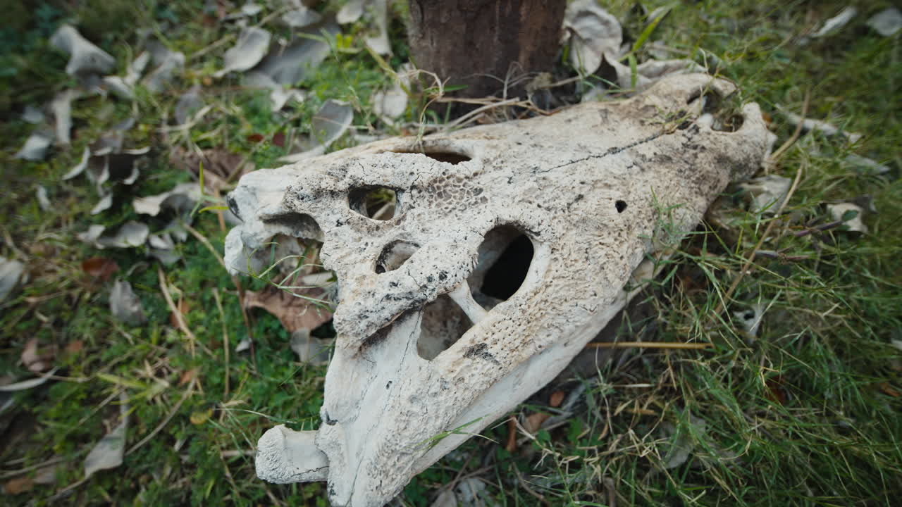 Crocodile skull lying in the grass. Natural detail of life and death in the wild
