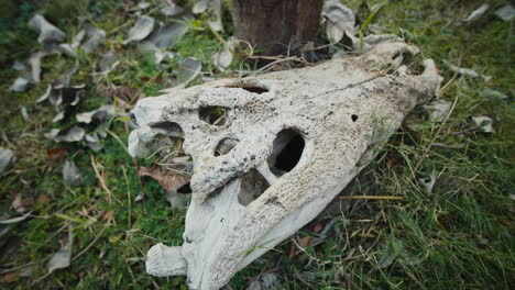 crocodile skull lying in the grass. natural detail of life and death in the wild