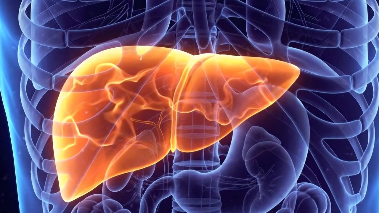 3D Medical Animation of Human Liver Anatomy