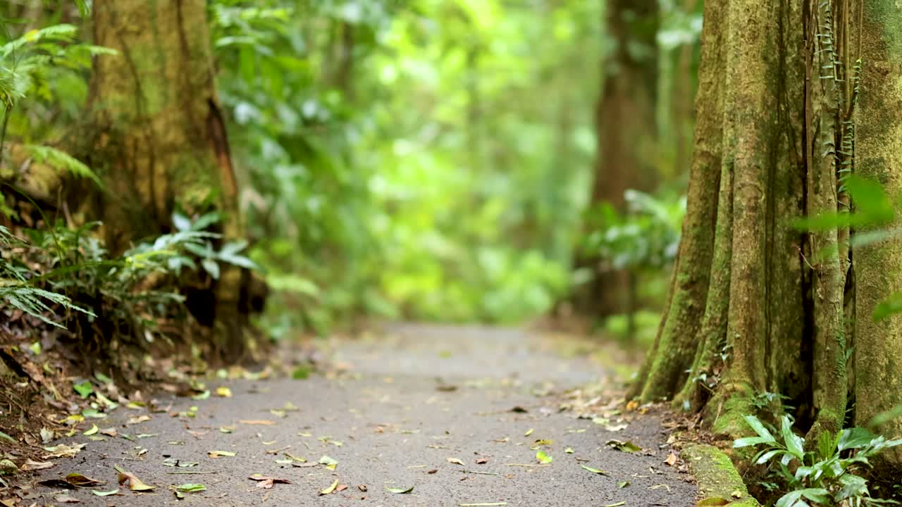A serene forest path surrounded by lush greenery in Dorrigo, NSW. Soft lighting and vibrant colors create a peaceful atmosphere