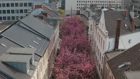 drone - aerial drone shot of the kirschbluete cherry blossom in the city in the heerstraße heerstreet breitestraße bonn tourism 25p