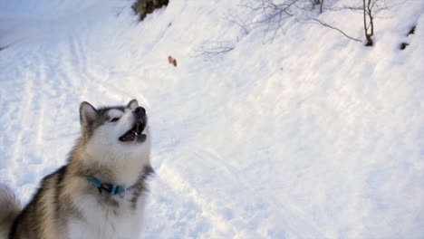 cute alaskan malamute dog catches treat with his mouth in snowy scene, slow motion