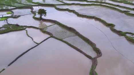 campos de arroz vacíos con reflejos de palmeras en la isla tropical de sumba, indonesia, desde el aire
