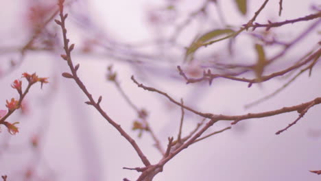 Almond-tree-branches-with-tiny-springtime-subtle-flowers,-early-spring,-close-up