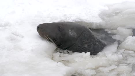 Grey-seal-surging-from-frozen-darkness-to-snowed-surface-to-breathe---Medium-close-up-tracking-shot