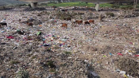 a lot of plastic is lying in the dustbin and various animals, cows and other birds are gathering food from it