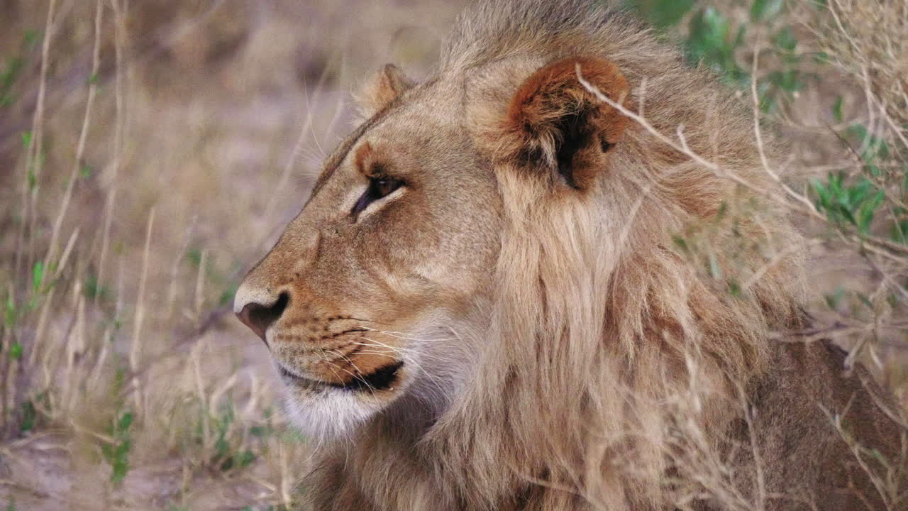 orgulloso león macho mira a lo lejos