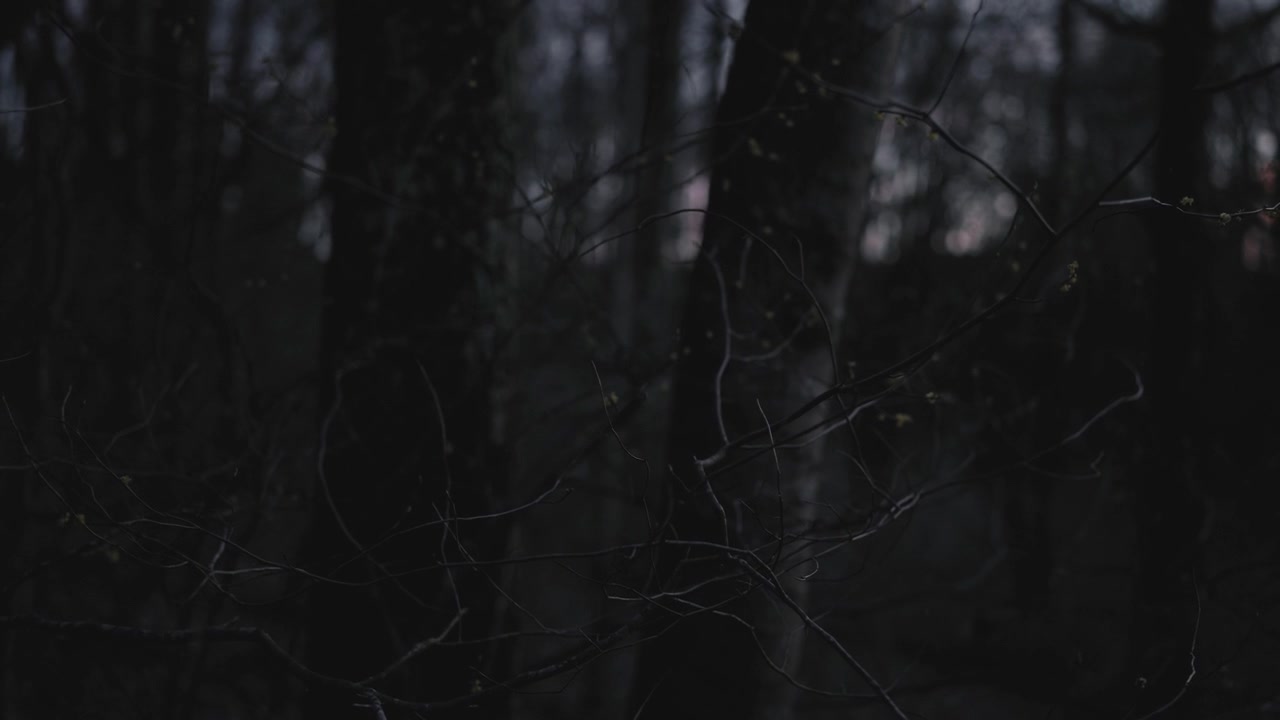 Foresta scura con rami spogli e luce soffusa