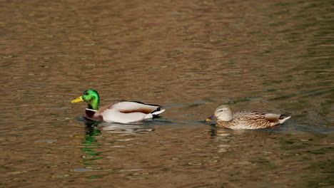 male and female ducks swimming