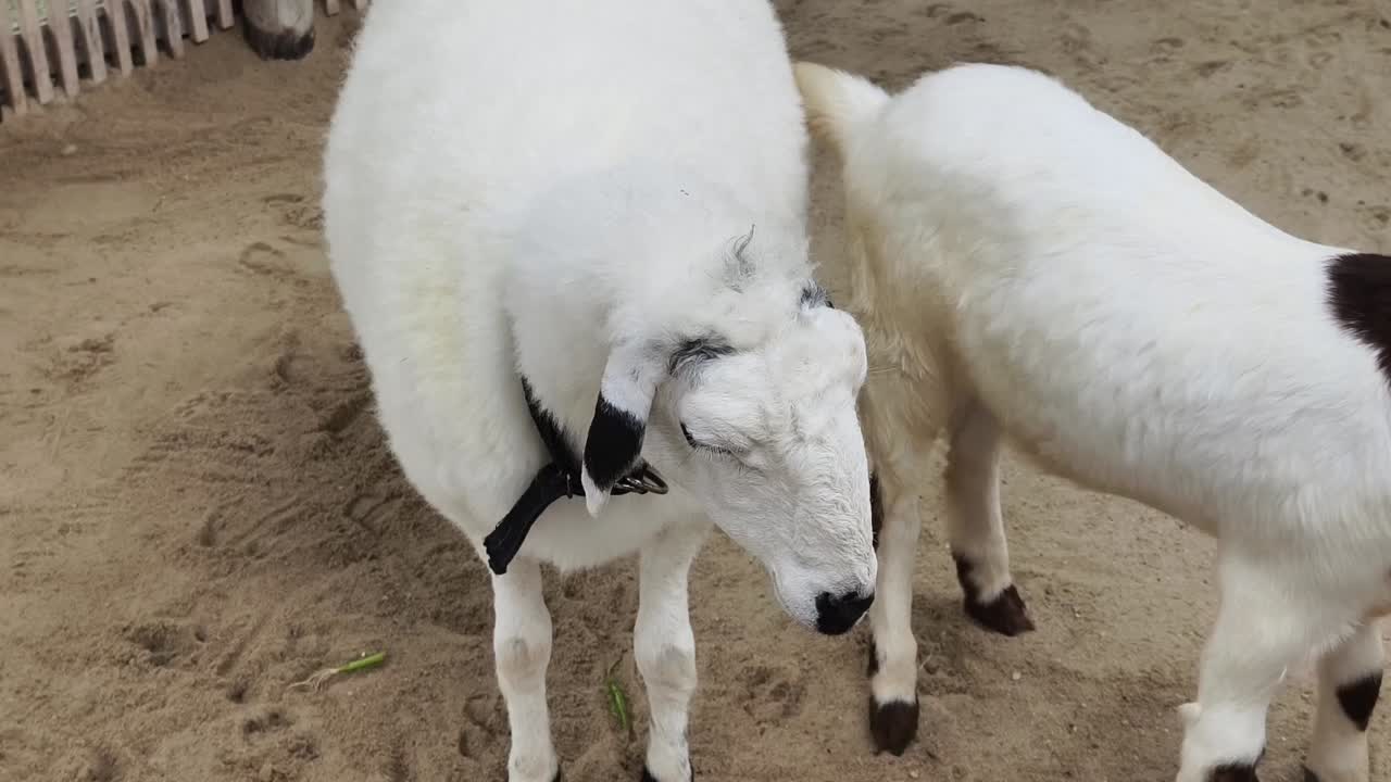 농장 에 있는 양 과 염소