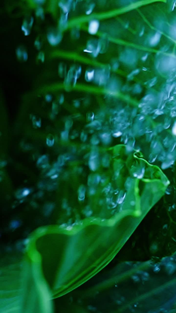 A close-up view captures water droplets falling on rich green leaves in a vibrant forest. The atmosphere is fresh and alive, showcasing nature's beauty in a serene environment