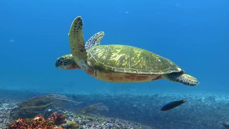 Una-Tortuga-Cubierta-De-Algas-Nadando-A-Lo-Largo