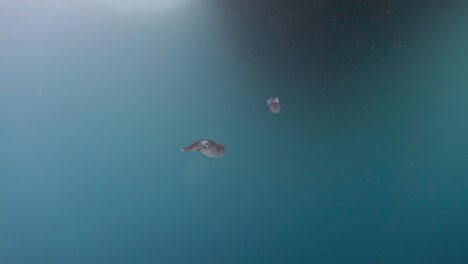 Two-small-squid-curiously-explore-the-open-water-underneath-a-scuba-diving-boat-in-the-Gulf-of-Thailand