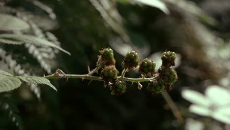 Unripe-blackberries-growing-on-the-forest-floor,-sunlight-streaming-in,-dark-rain-forest