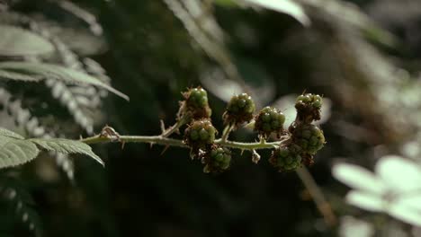 moras inmaduras que crecen en el suelo del bosque, la luz del sol entra a raudales, la selva tropical oscura