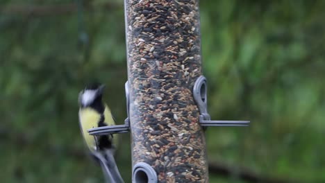 chaffinches, fringilla coelebs, and a great tit, parus major, on seed feeder