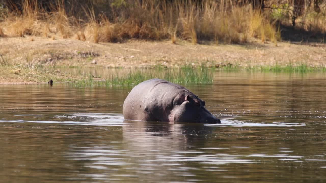 Opptak av en stor voksen flodhest i en naturlig innsjø i en nasjonalpark i Sør-Afrika