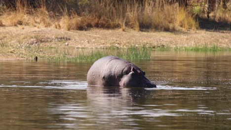 footage of a big adult hippo in a natural lake in a national park in south africa