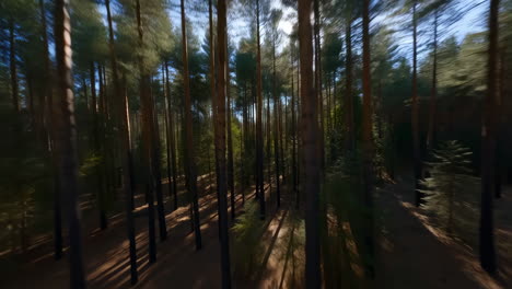 sunlight piercing through a dense forest with tall trees and long shadows