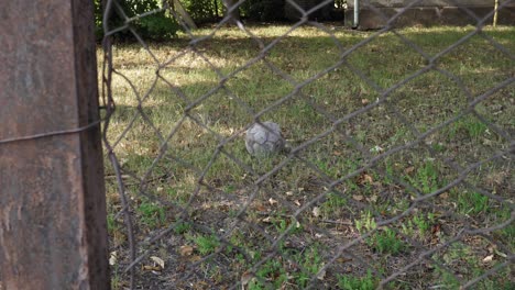 Destroyed-football,-lies-alone-on-the-grass