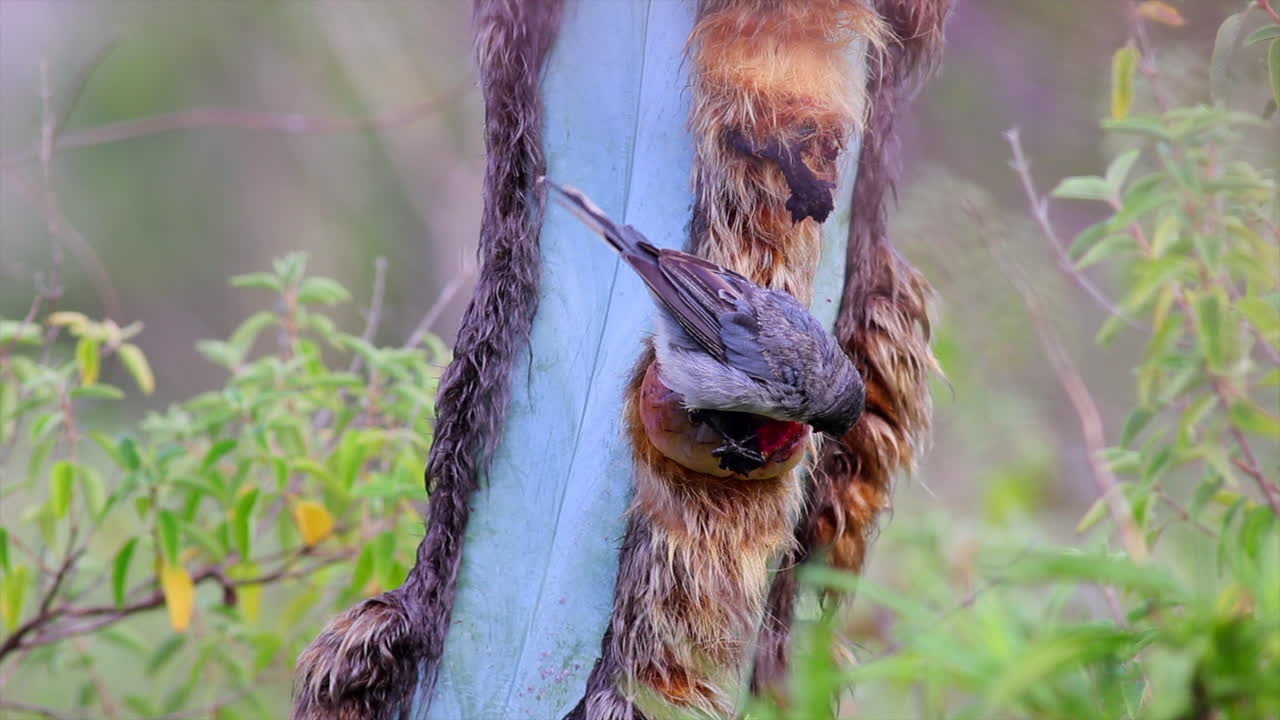 pájaro warbling-finch cinereous comiendo fruta de un cactus en la caatinga brasileña