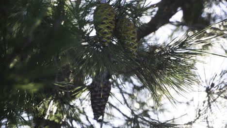 Pine-Tree-With-Pine-Cones