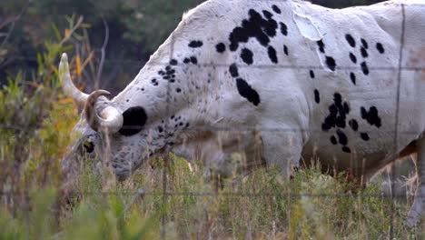 closeup view of longhorn cow grazing